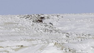 Another family in the snow