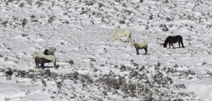 A family band of wild horses in Adobe Town