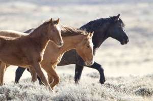 Wild Family In Great Divide Basin