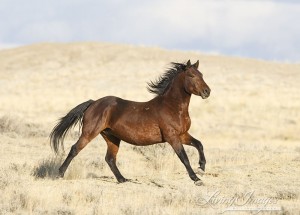 Bachelor stallion Running