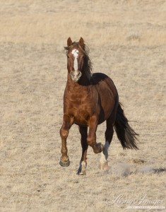 A band stallion runs in Great Divide Basin