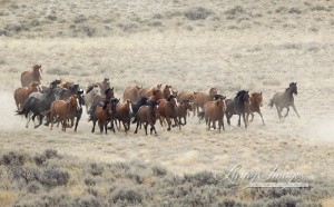 Roundup at Great Divide Basin in 2011