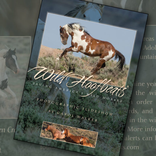 The 2013 Wild Hoofbeats DVD Slideshow