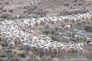 Hundreds of sheep