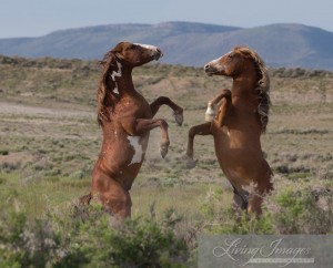 Stallions sparring