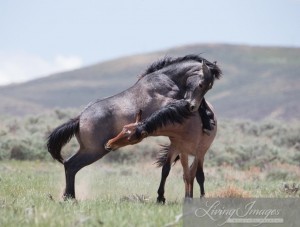 Young colts practicing their stallion behaviors