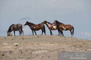 Chrome's family on the hill