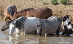 A families drinking together at the waterhole