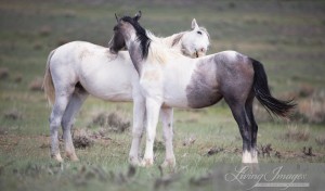 Yearlings in Willie Nelson's family mutually grooming
