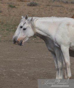 Two older mares dozing together