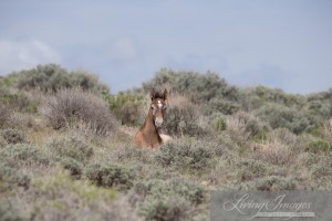 A foal wakes up from his nap and looks for his mother