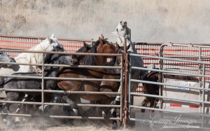 2008 Roundup Wreck