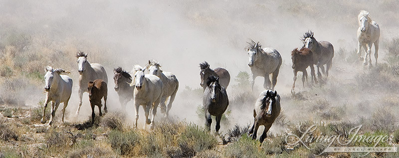 Wild Horses in Adobe Town Running from the Helicopter