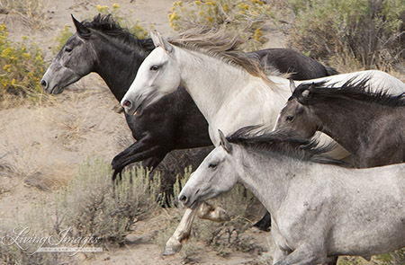 Four Grey Mares Run from the Helicopter in Adobe Town in 2010