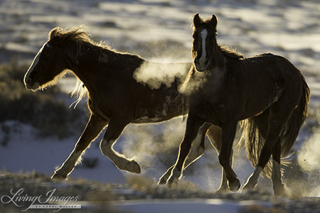 Two Adobe Town Mares released many miles from their home in the coldest winter night