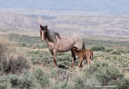 Adobe Town Mare with Newborn Foal