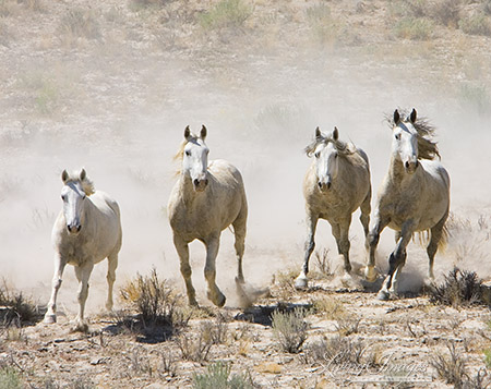 Four Grey Horses run from the Helicopter in the 2005 Adobe Town Roundup