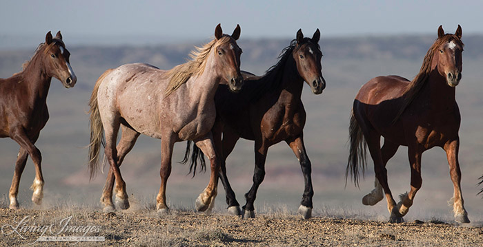 Wild Horse Family in Adobe Town