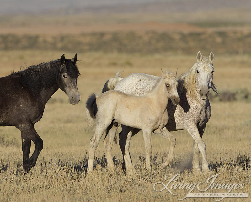 Wild Horse Family in Adobe Town