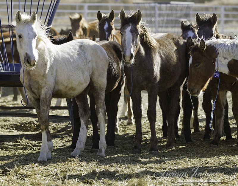 Mica with the other weanlings at Canon City after 2010 Roundup