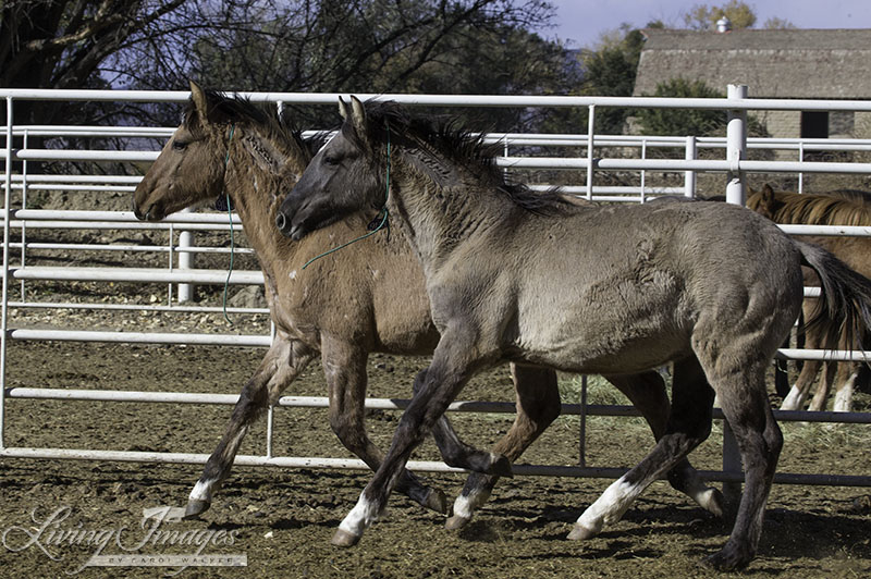 Two stunning weanlings