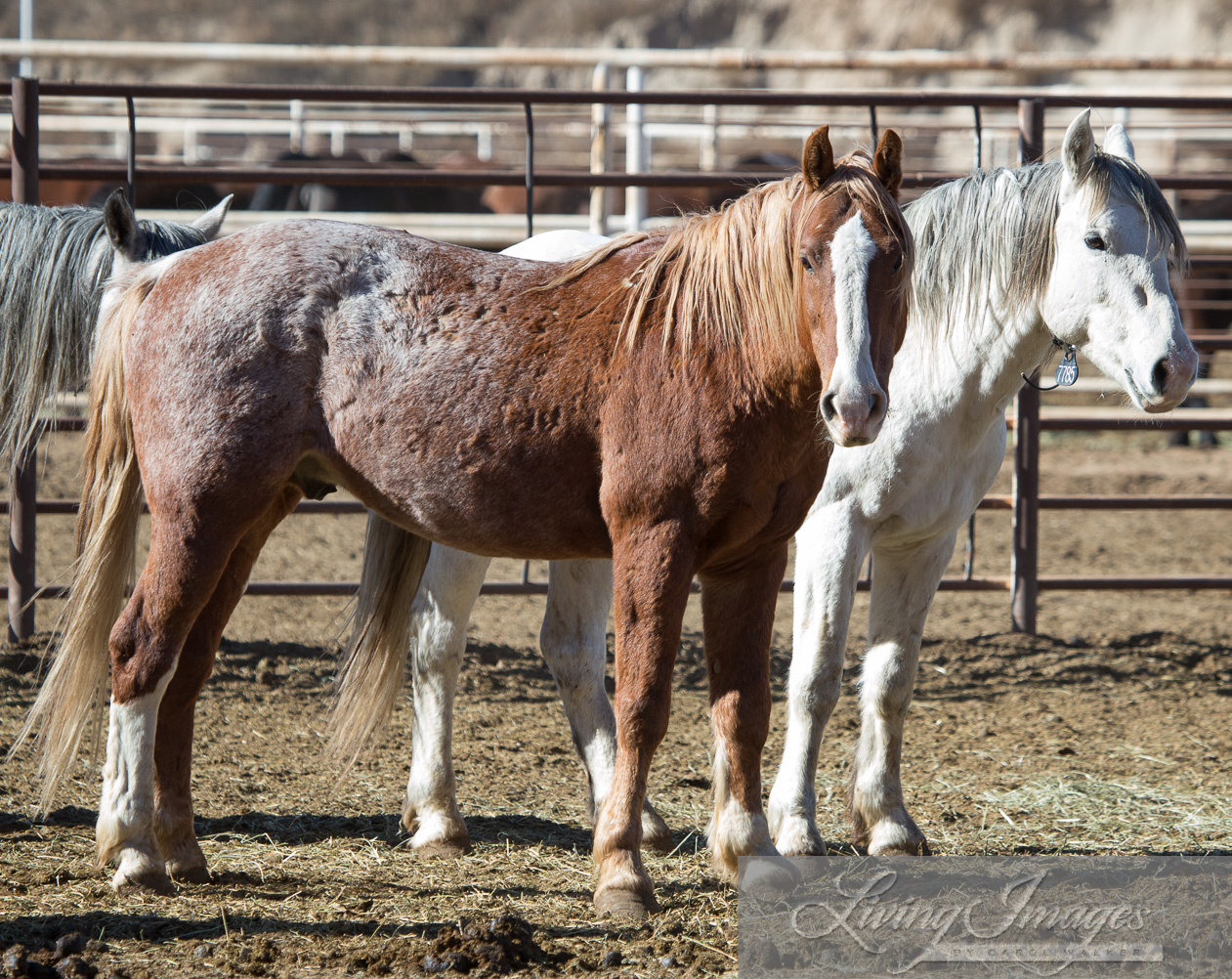 Two magnificent older stallions, both over 10 years old