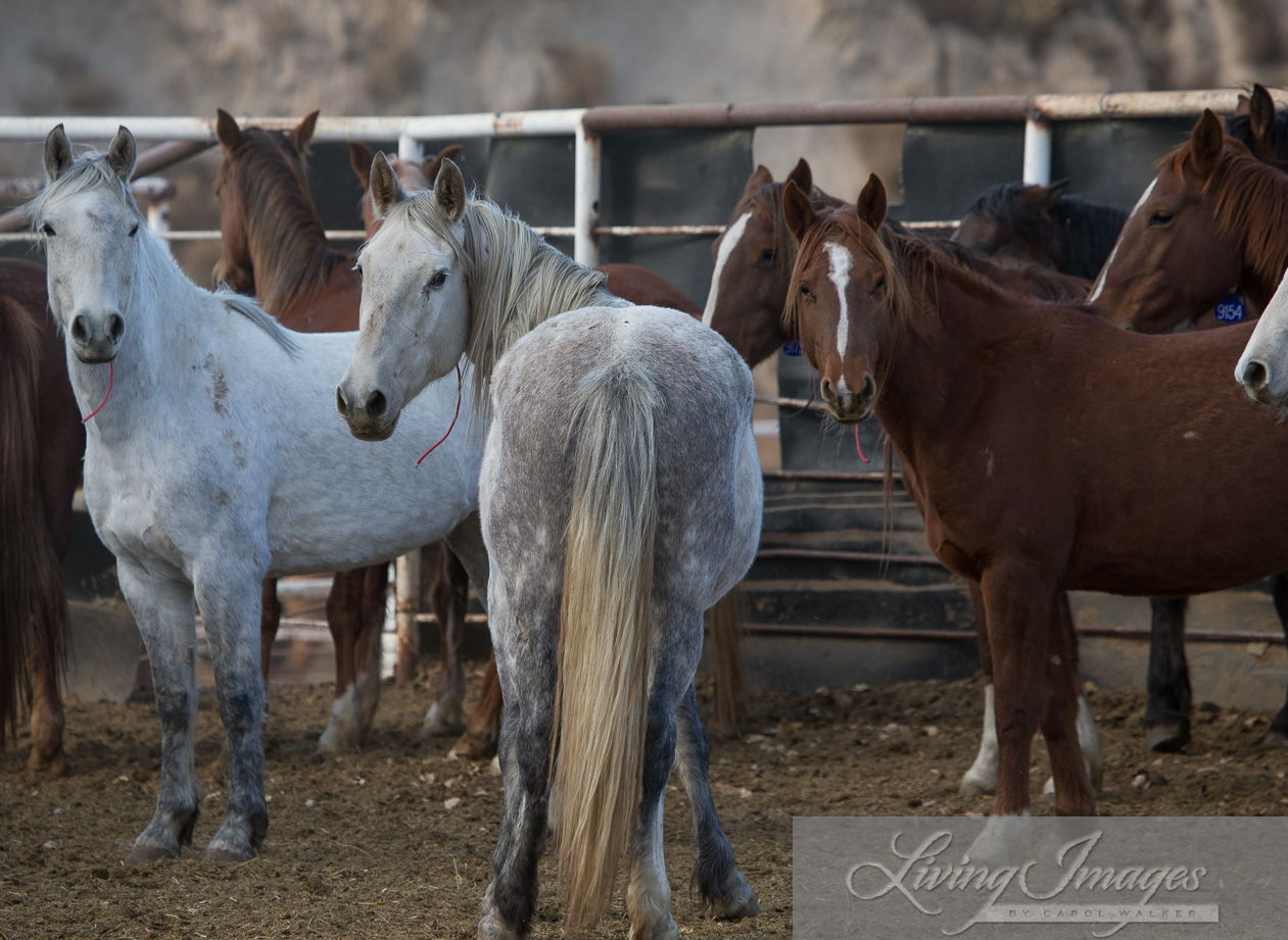 Sweet older mares, ages 5 and up.