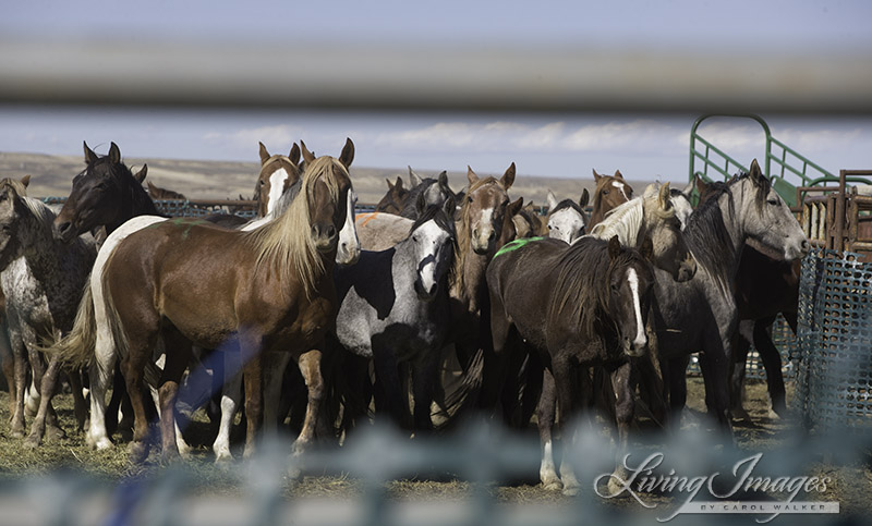 A temporary gap in the fence permits a brief glimpse of the mares rounded up two months ago in Salt Wells Creek