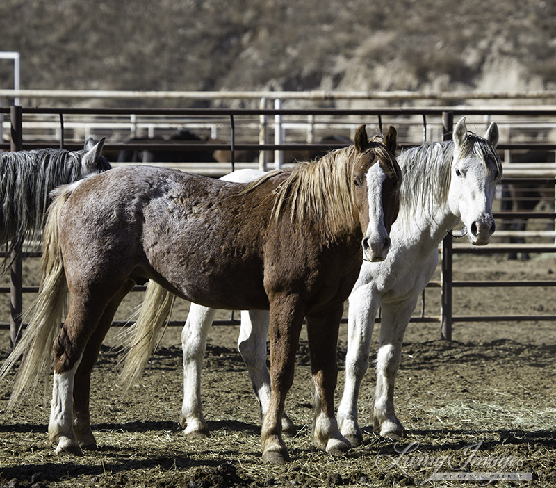 Older wild stallions now at Canon City