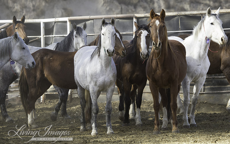 Older mares in Canon City - many have freeze brands - they were treated with birth control but removed anyway