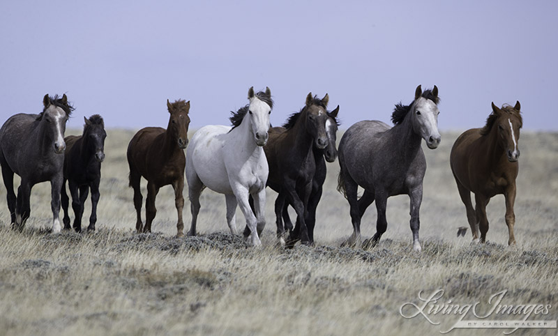 Family of wild horses in Adobe Town 1 week before being rounded up and sent to Rock Springs corrrals