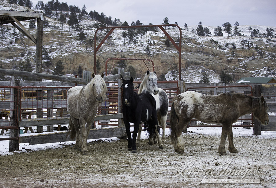 Right after the horses stepped off the trailer