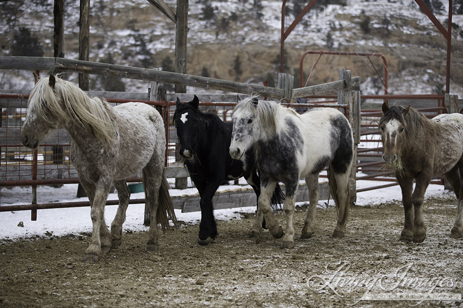 All four horses moving around 