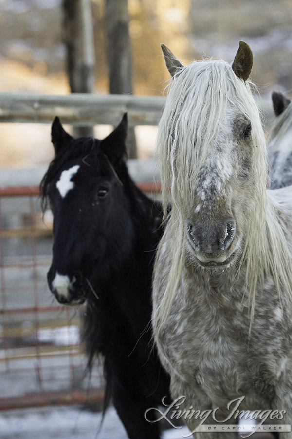 Diamond Girl and Snowfall, reunited for the first time since they were rounded up in October