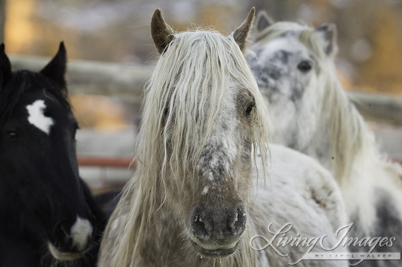 Diamond Girl, Snowfall and Theodore, behind