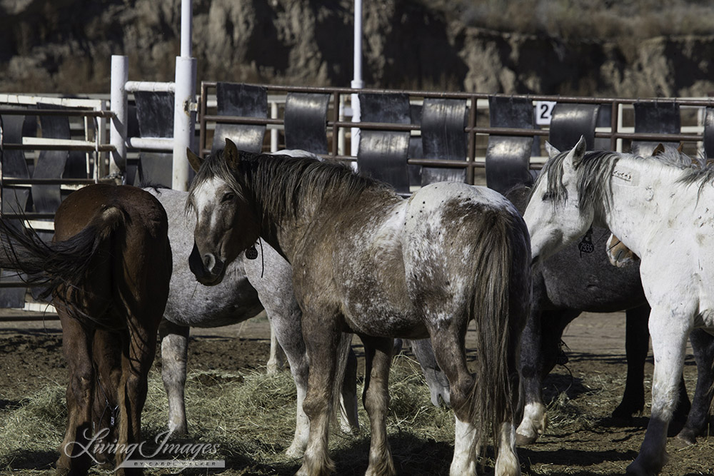 Bronze Warrior with other older stallions at Canon City