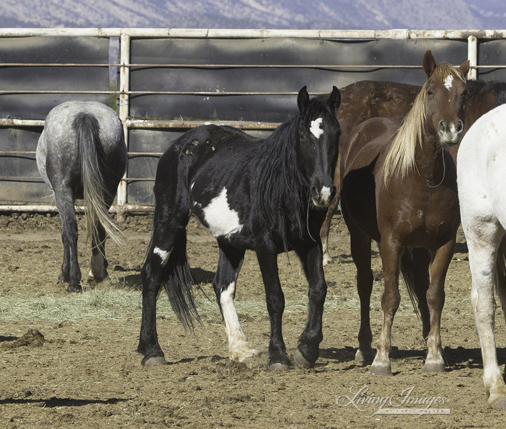 Snowfall's pinto mare, 20 years old