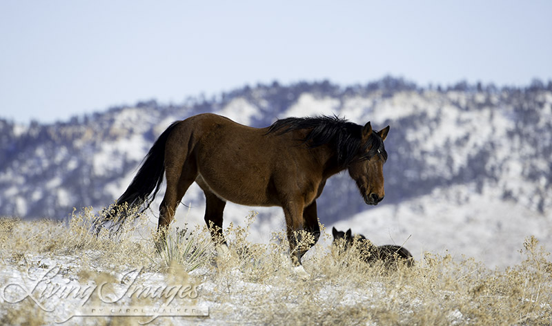 Horses in such a beautiful setting