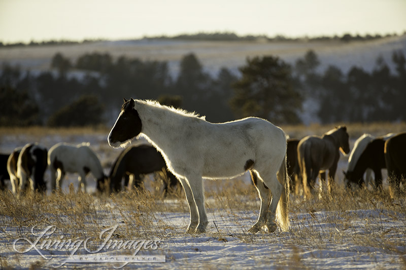 As the sun goes down, their coats glow