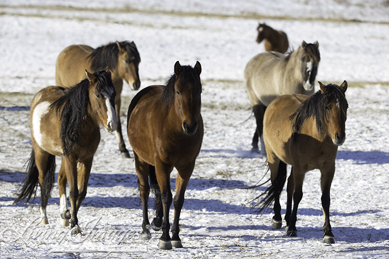 The Spanish Mustangs