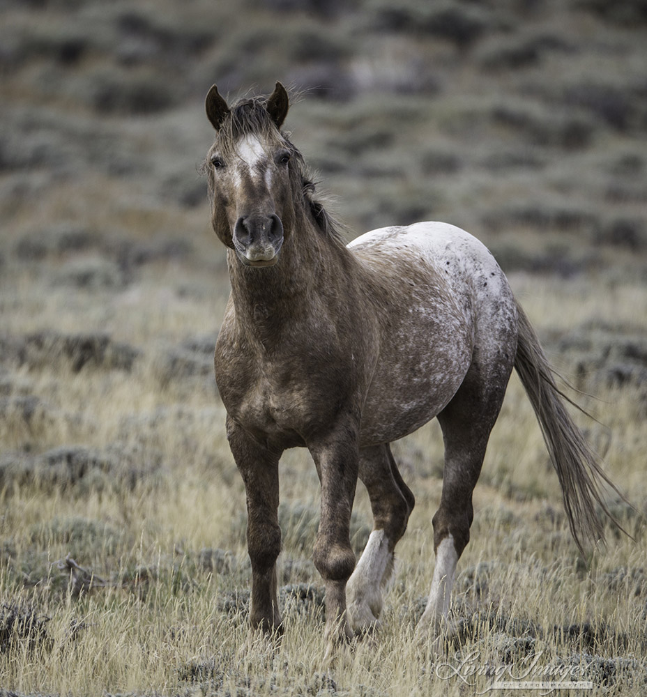 Bronze Warrior, 22 years old