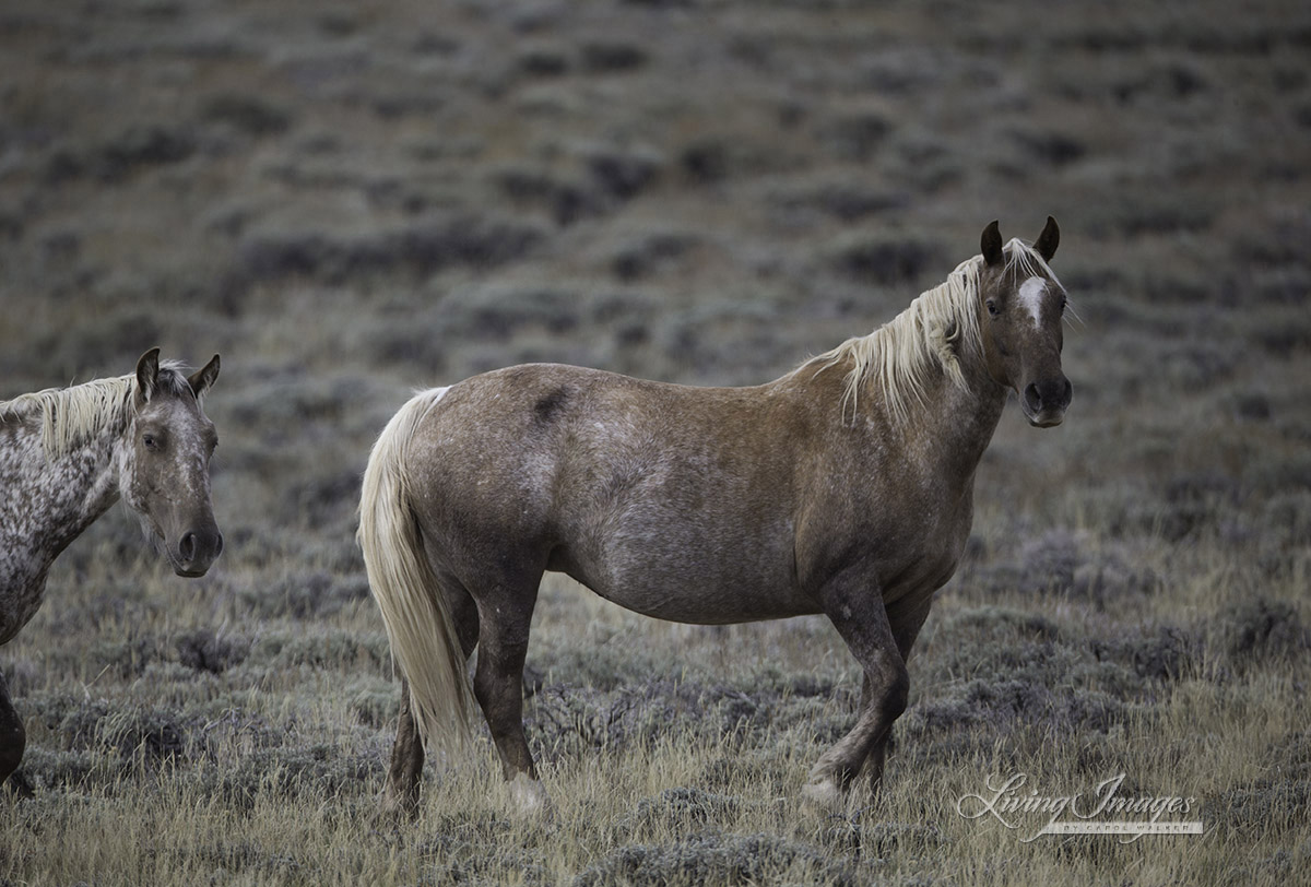 The mares at Rock Springs