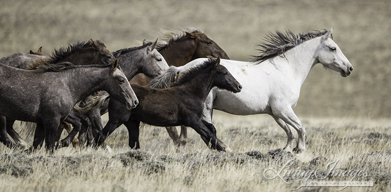 The wild family runs by me