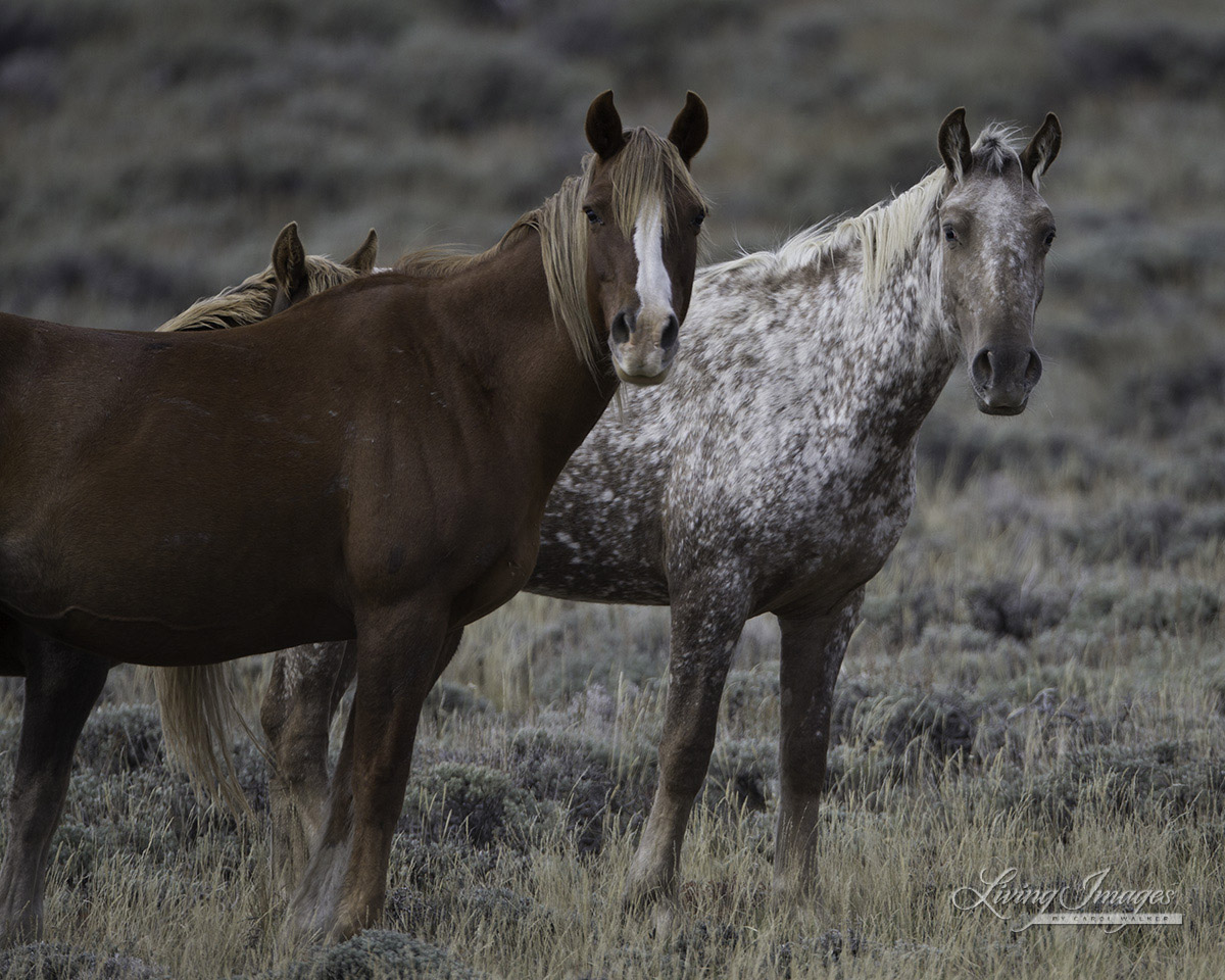 Mares at Rock Springs