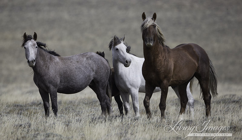 The beautiful sorrel stallion and his family. I looked for him in Canon City but did not find him - most likely he is in Rock Springs.