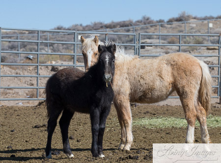 Many Adorable Weanlings are Available