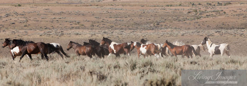 The big group of bands, or mega-band, including Tecumseh's family, on the move