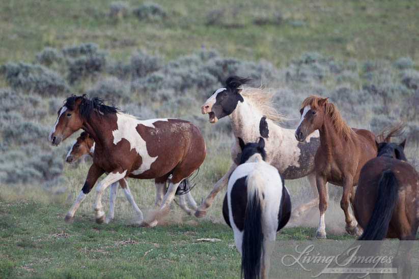 Tecumseh chases his family away from a big fight