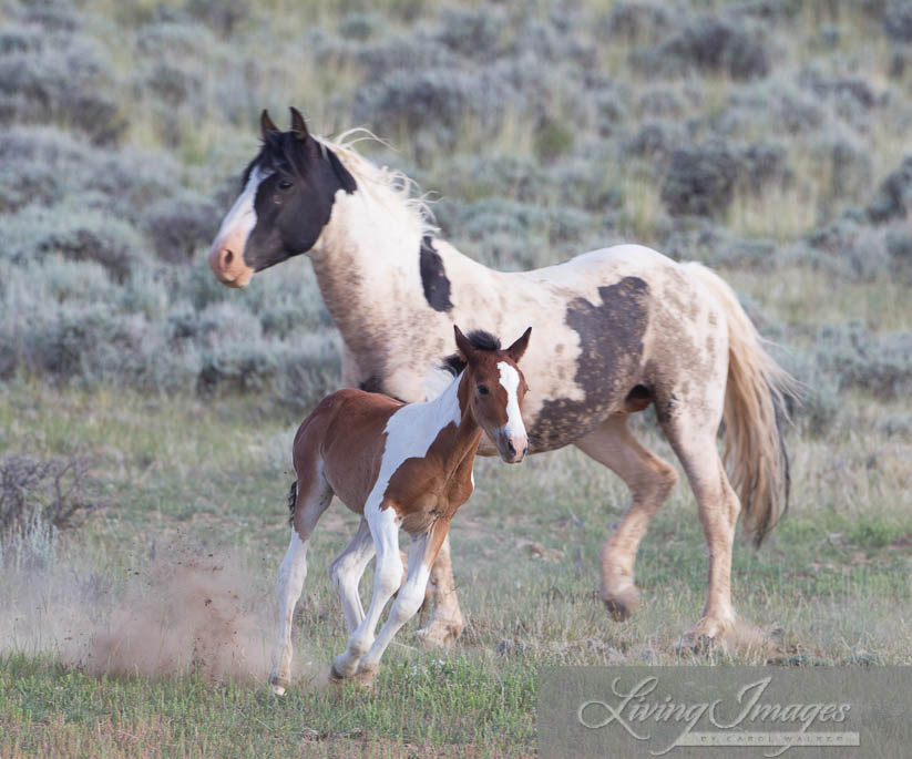 Little Savage runs to get out of the way as Tecumseh prepares to defend his family