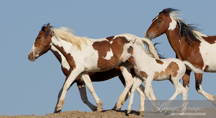 Tonkawa easily keeps up with his family as they head to the waterhole